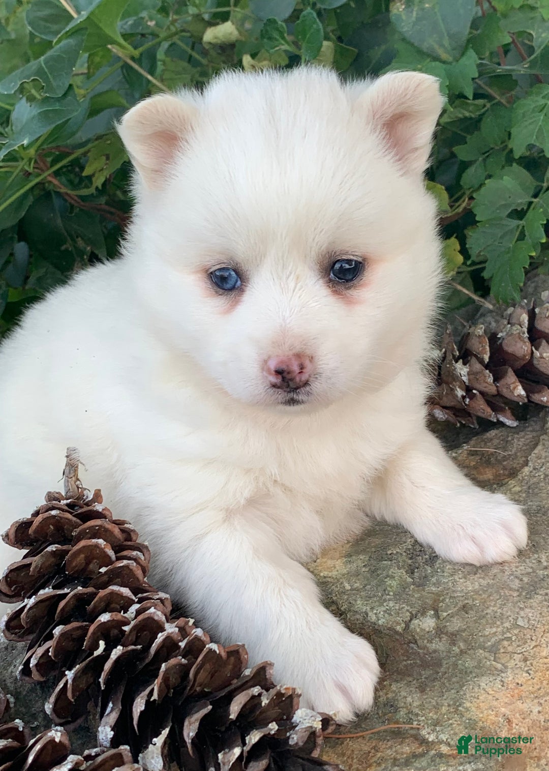 Alaskan Klee Kai dogs for sale: Sweet Petite Baby Willow~!!! - Ad 4