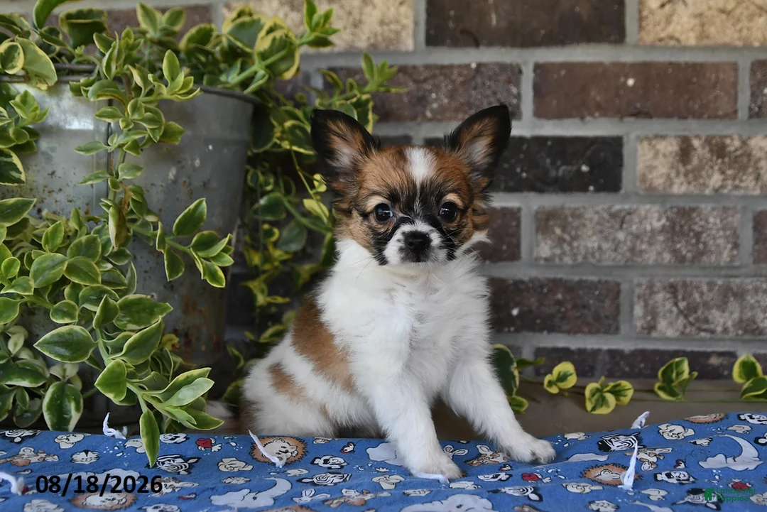 Papillon dogs for sale: Anastasia - Ad 1
