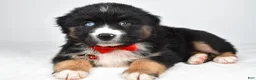 Miniature Australian Shepherd dogs for sale: Shane - Ad 6