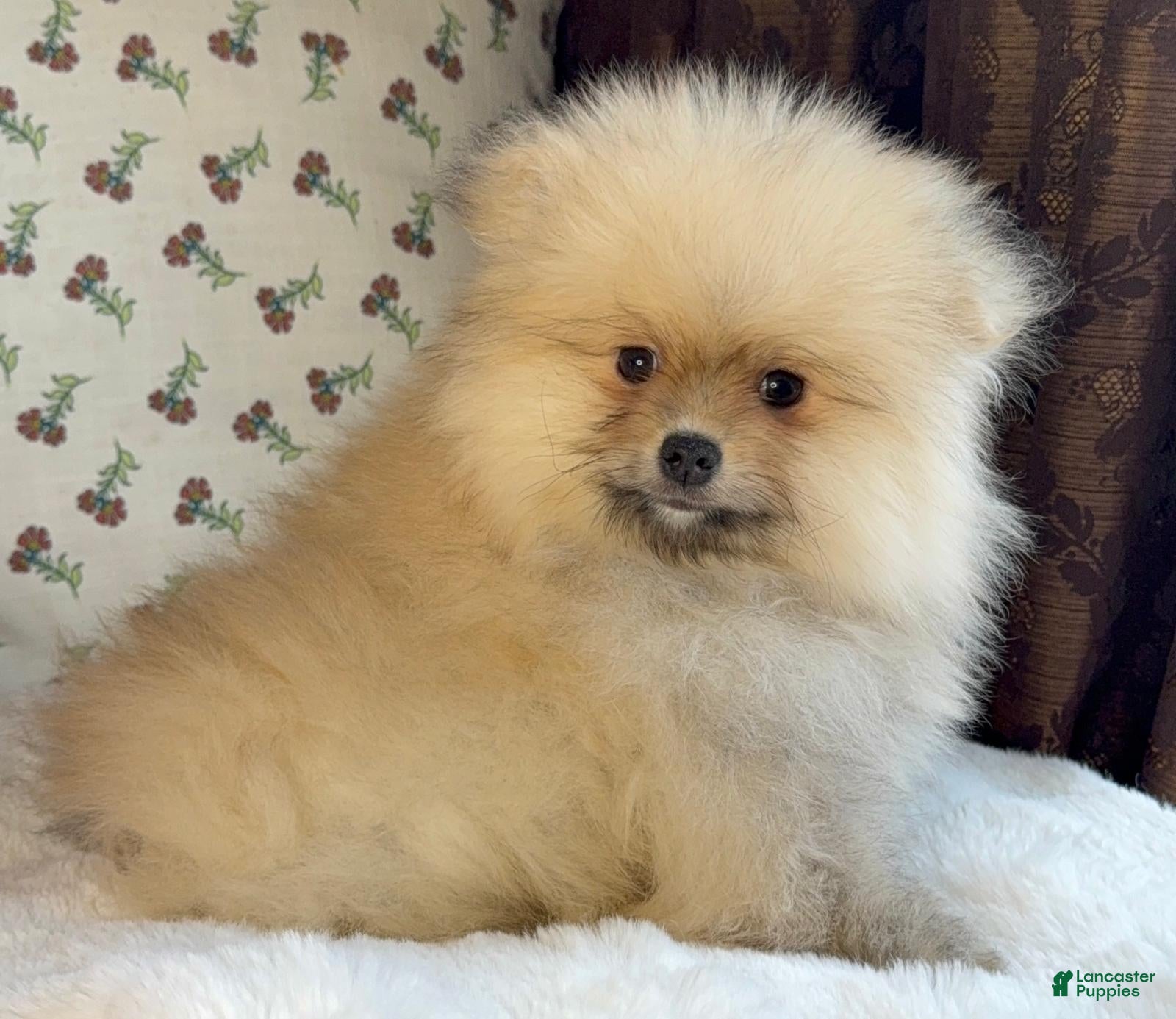 Pomeranian dogs Pomeranian Puppy Teddy - Ad 11