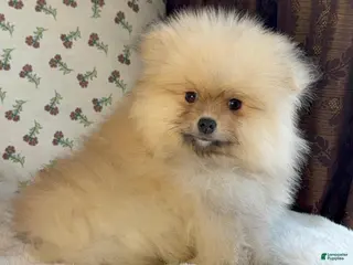 Pomeranian dogs Pomeranian Puppy Teddy - Ad 11