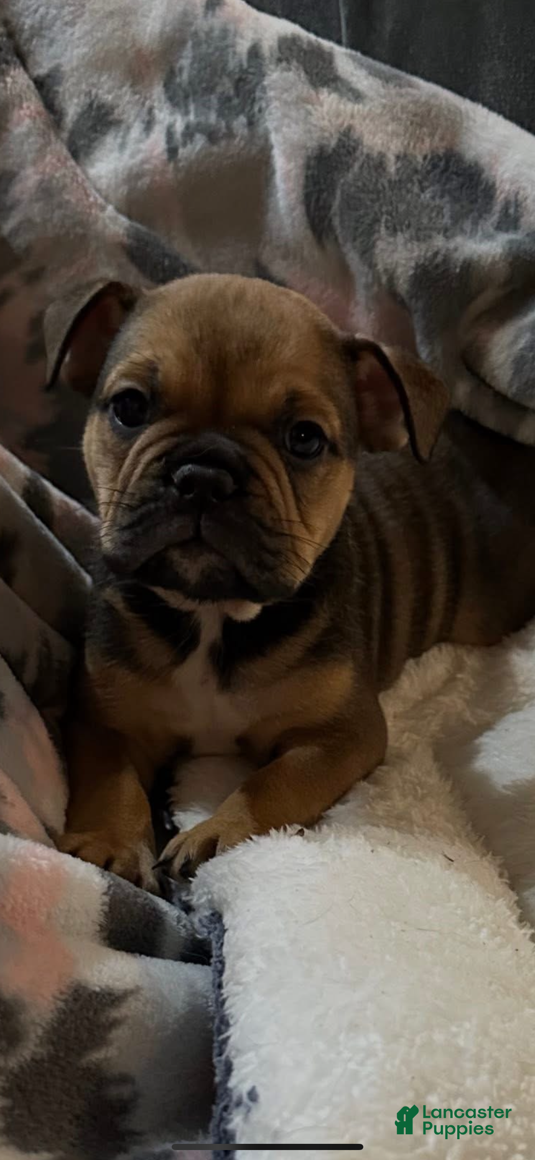 Mixed Breed dogs for sale: Mixed Breed Puppy 4 - Ad 5