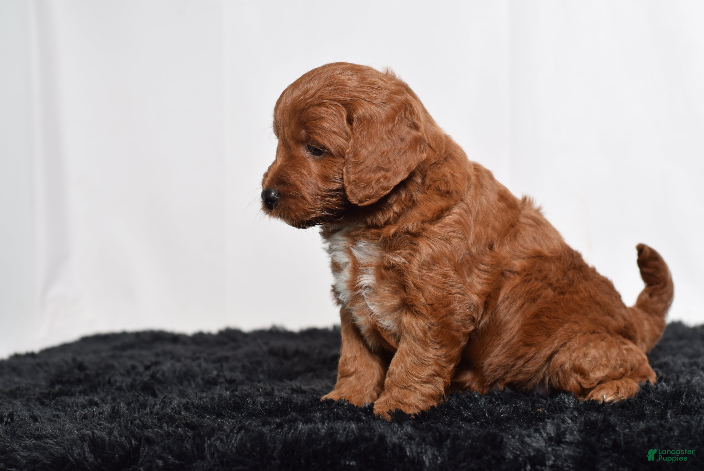 Mini Goldendoodle dogs for sale:  Memphis  - Ad 4