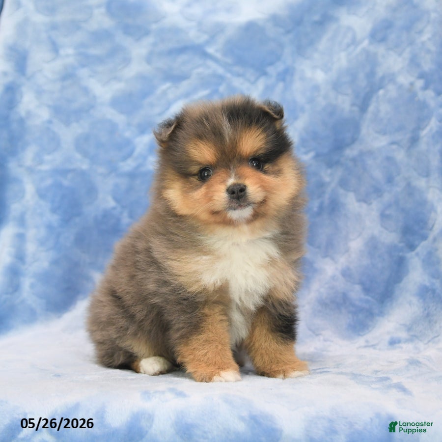 Pomeranian dogs Shayla - Ad 1