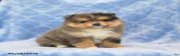 Pomeranian dogs for sale: Shayla - Ad 1