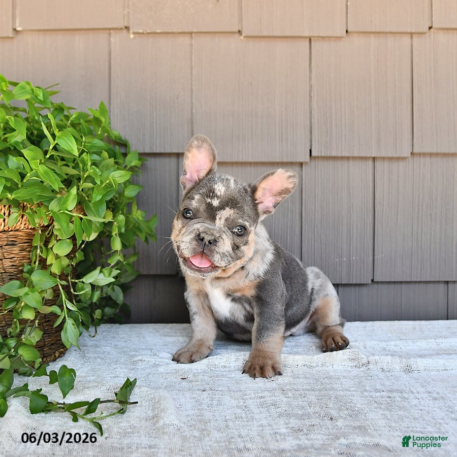 French Bulldog dogs Taco - Ad 1