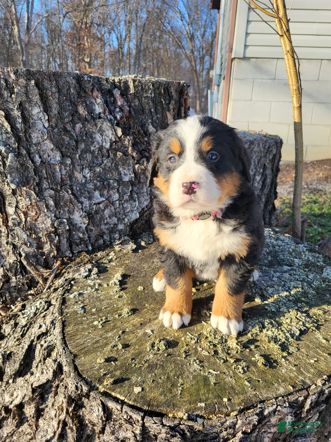 Bernese Mountain Dog dogs for sale: Poppy - Ad 2