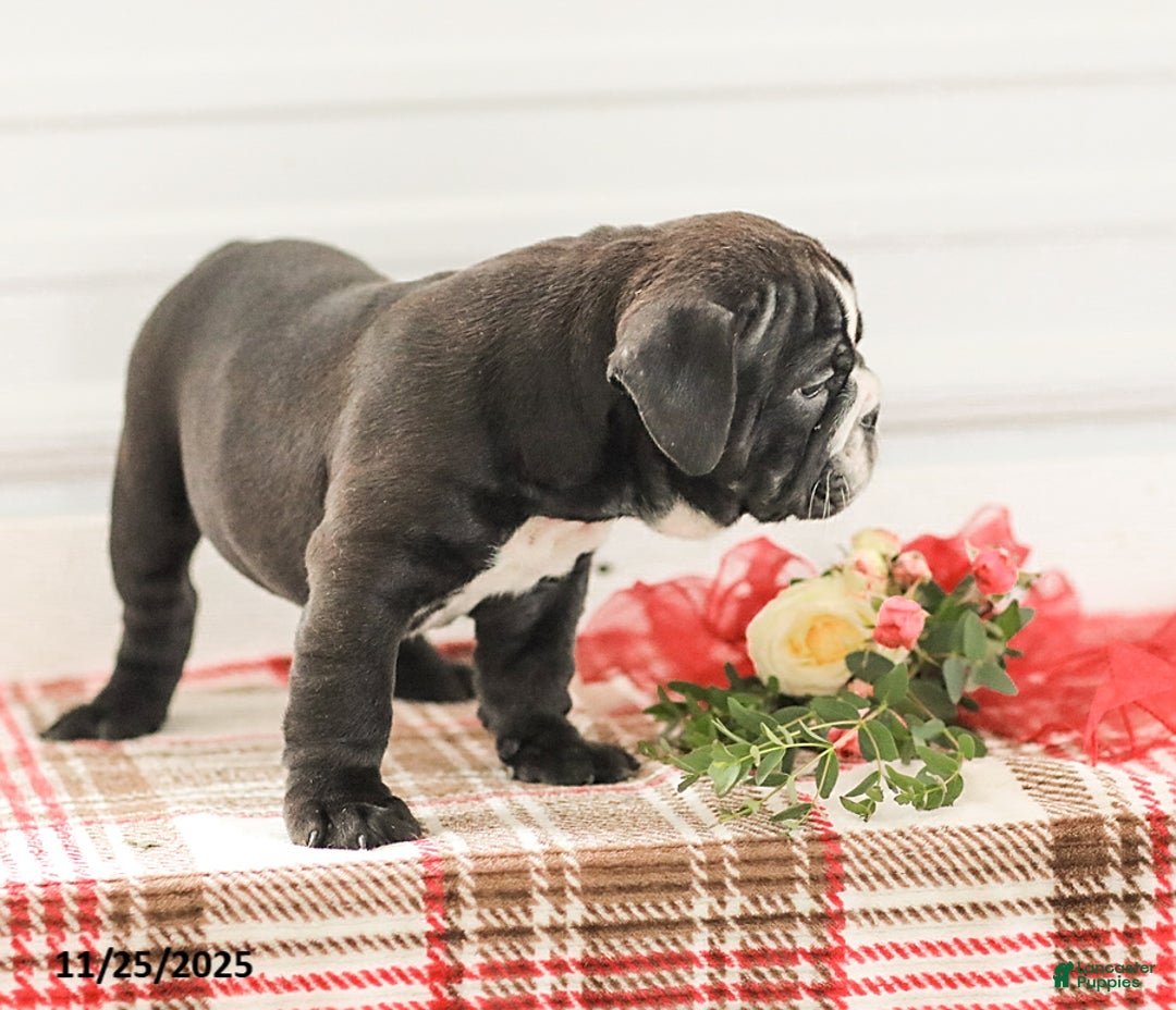 English Bulldog dogs for sale: Randy - Ad 9