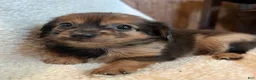 Chiweenie dogs for sale: Benny - Ad 4