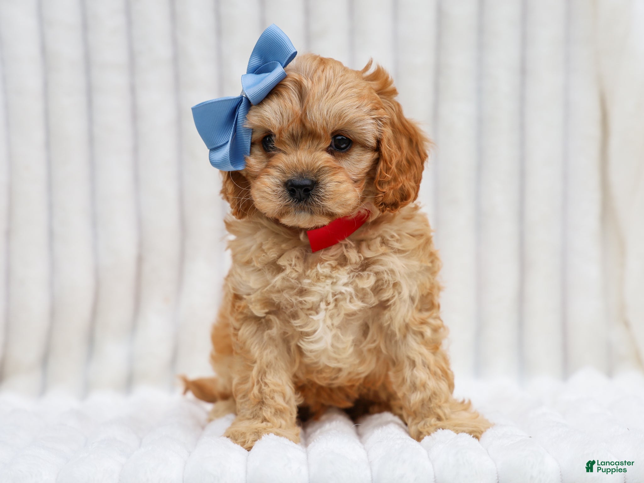 Cavapoo dogs Rex Cavapoo Puppy - Ad 2