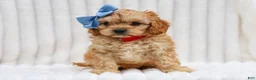 Cavapoo dogs for sale: Rex Cavapoo Pup - Ad 4