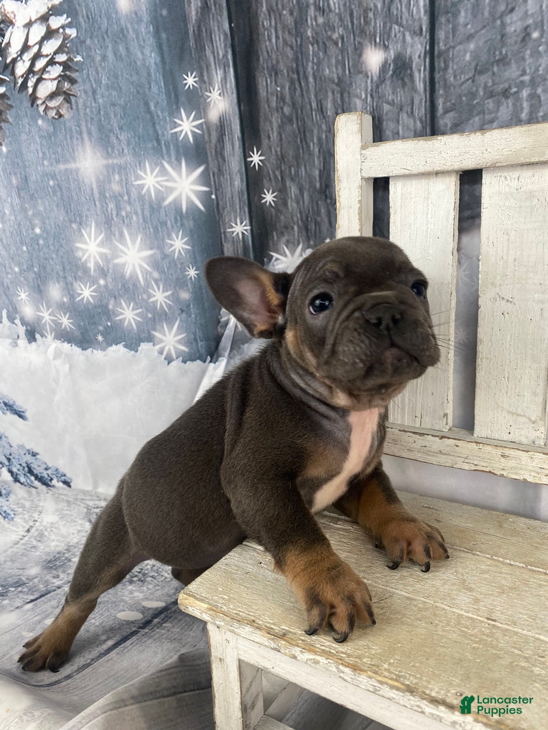 French Bulldog dogs for sale: Molly - Ad 3