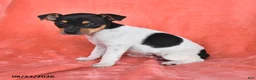 Rat Terrier dogs for sale: Fiona - Ad 3