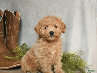 Cavachon dogs Willow - Ad 18