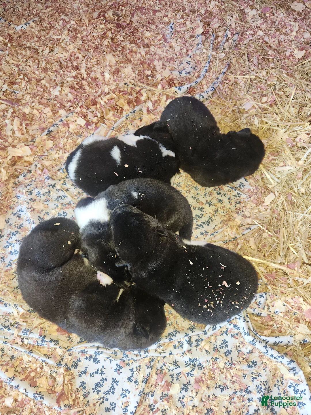 Akita dogs for sale: Akita Puppy 2 - Ad 1