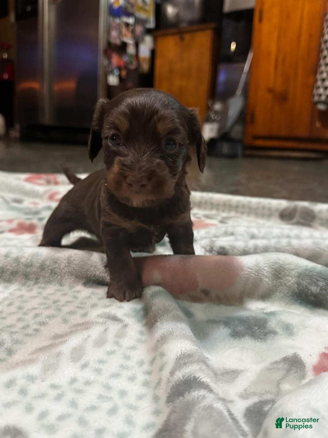 Dorkie dogs for sale: Rowdy - Ad 1