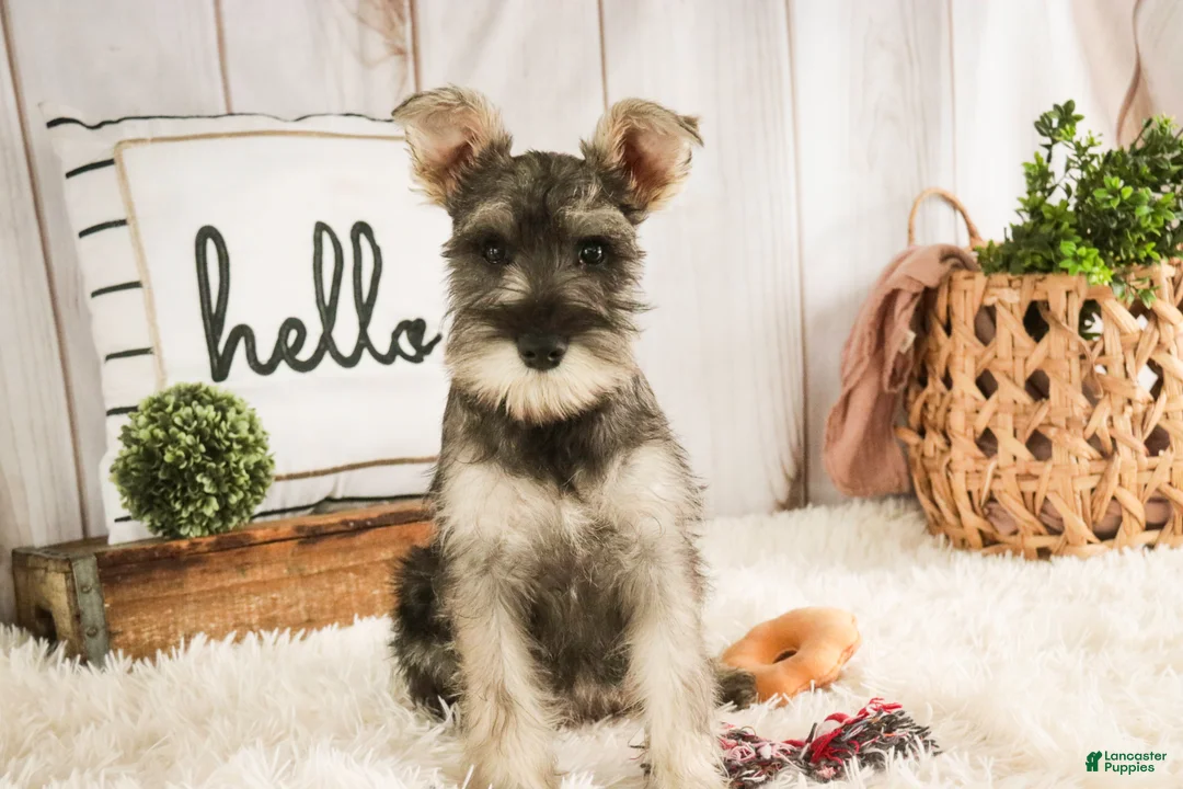 Miniature Schnauzer dogs for sale: Maggie - Ad 6