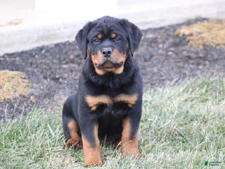 Rottweiler dogs Harmony - Ad 39