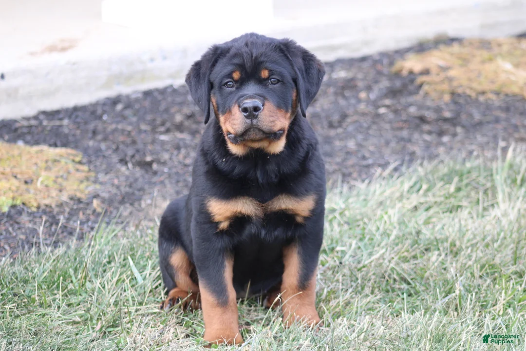 Rottweiler dogs for sale: Harmony - Ad 1