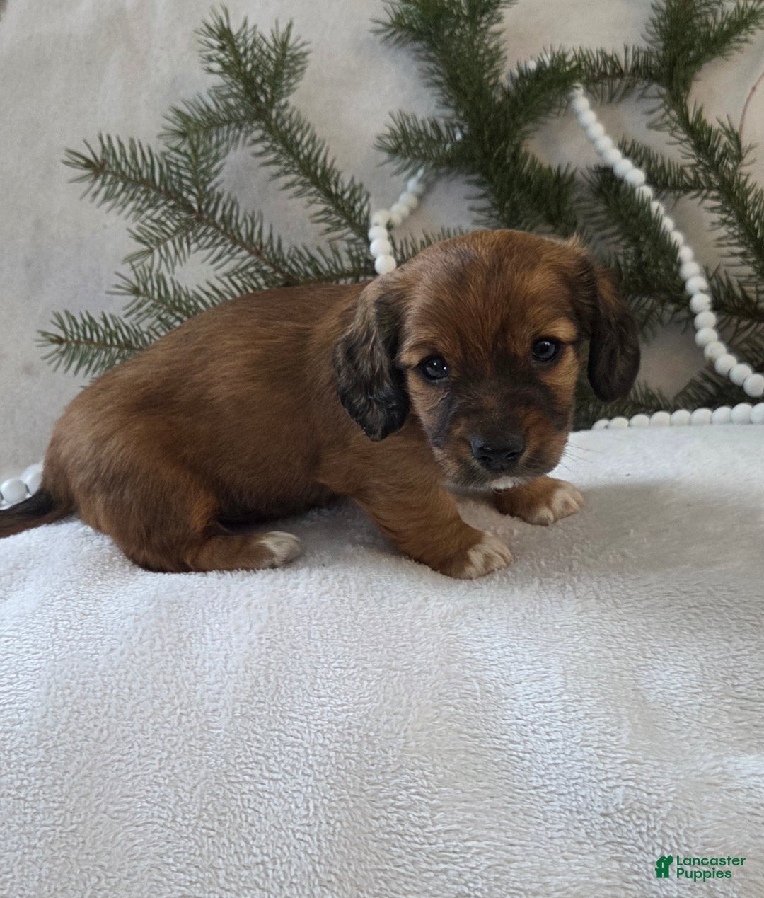 Miniature Dachshund dogs for sale: Mocha - Ad 10