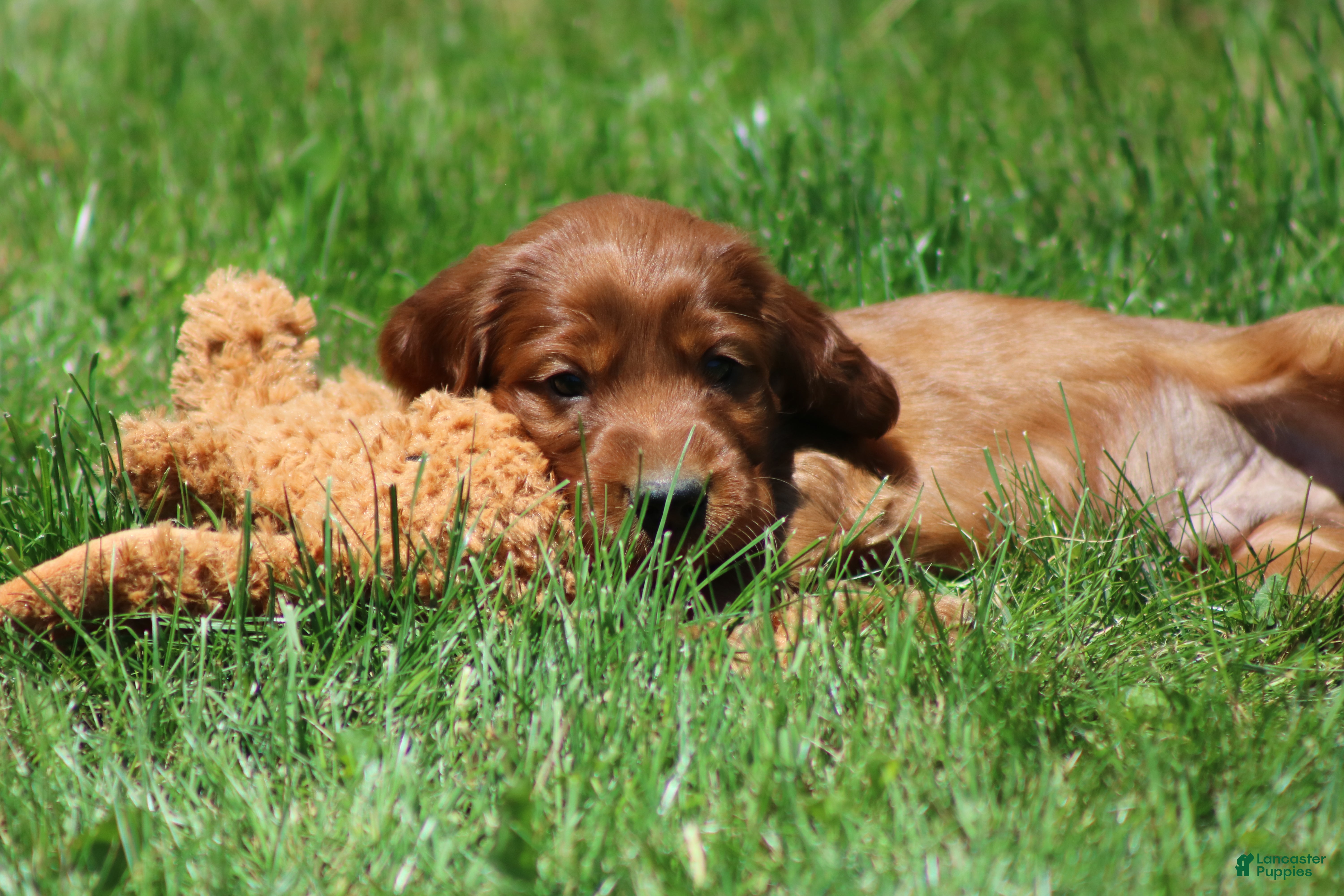 Irish Setter dogs for sale: Ricky - Ad 3