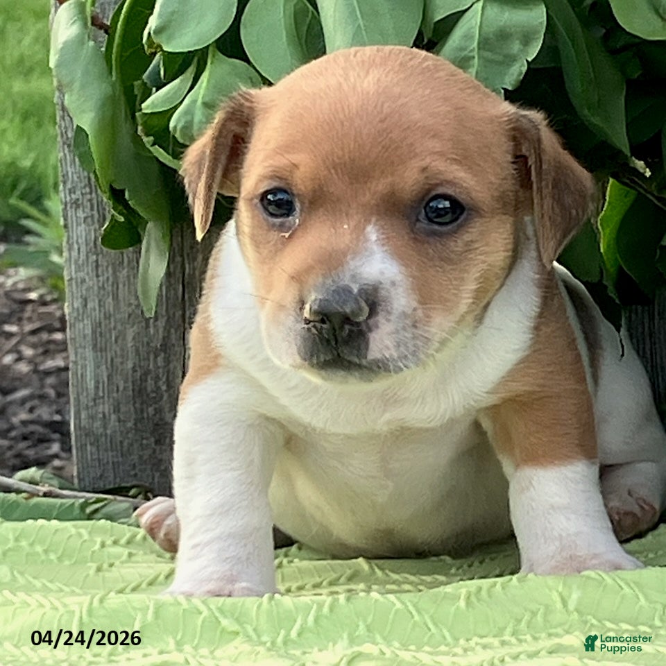 Jack Russell Terrier dogs Oscar - Ad 1