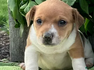 Jack Russell Terrier dogs for sale: Oscar - Ad 4