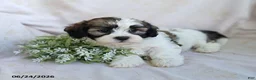 Teddy Bear dogs for sale: Elliot - Ad 10