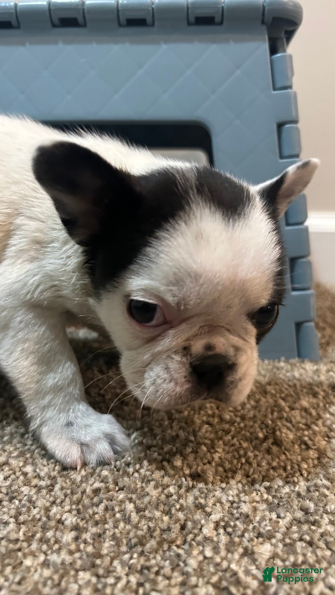 Frenchton dogs for sale: Nala  - Ad 5