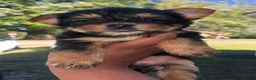 Yorkshire Terrier dogs for sale: Darla  - Ad 4