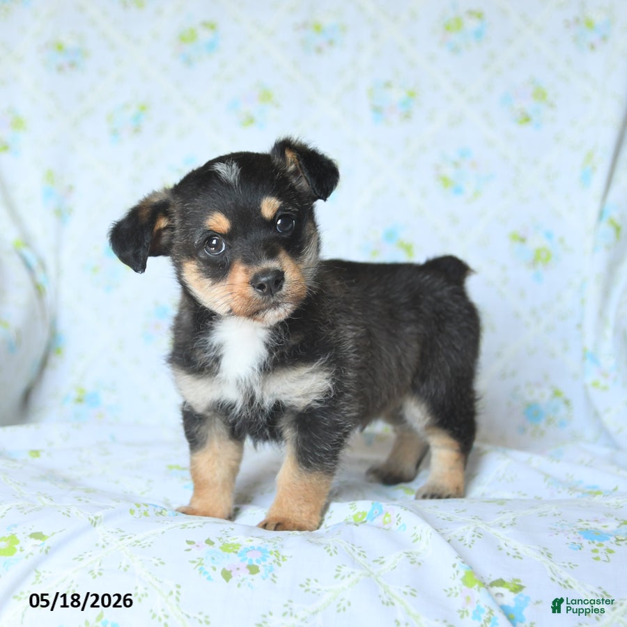 Mixed Breed dogs for sale: Jack  - Ad 1