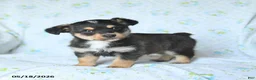 Mixed Breed dogs for sale: Jack  - Ad 1
