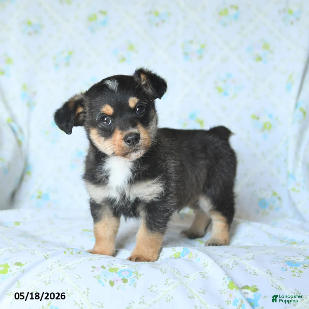 Mixed Breed dogs for sale: Jack  - Ad 1