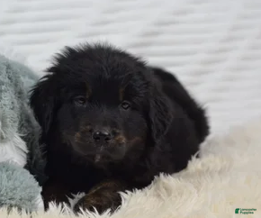 Mixed Breed dogs Summit - Ad 41