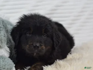 Mixed Breed dogs Summit - Ad 4