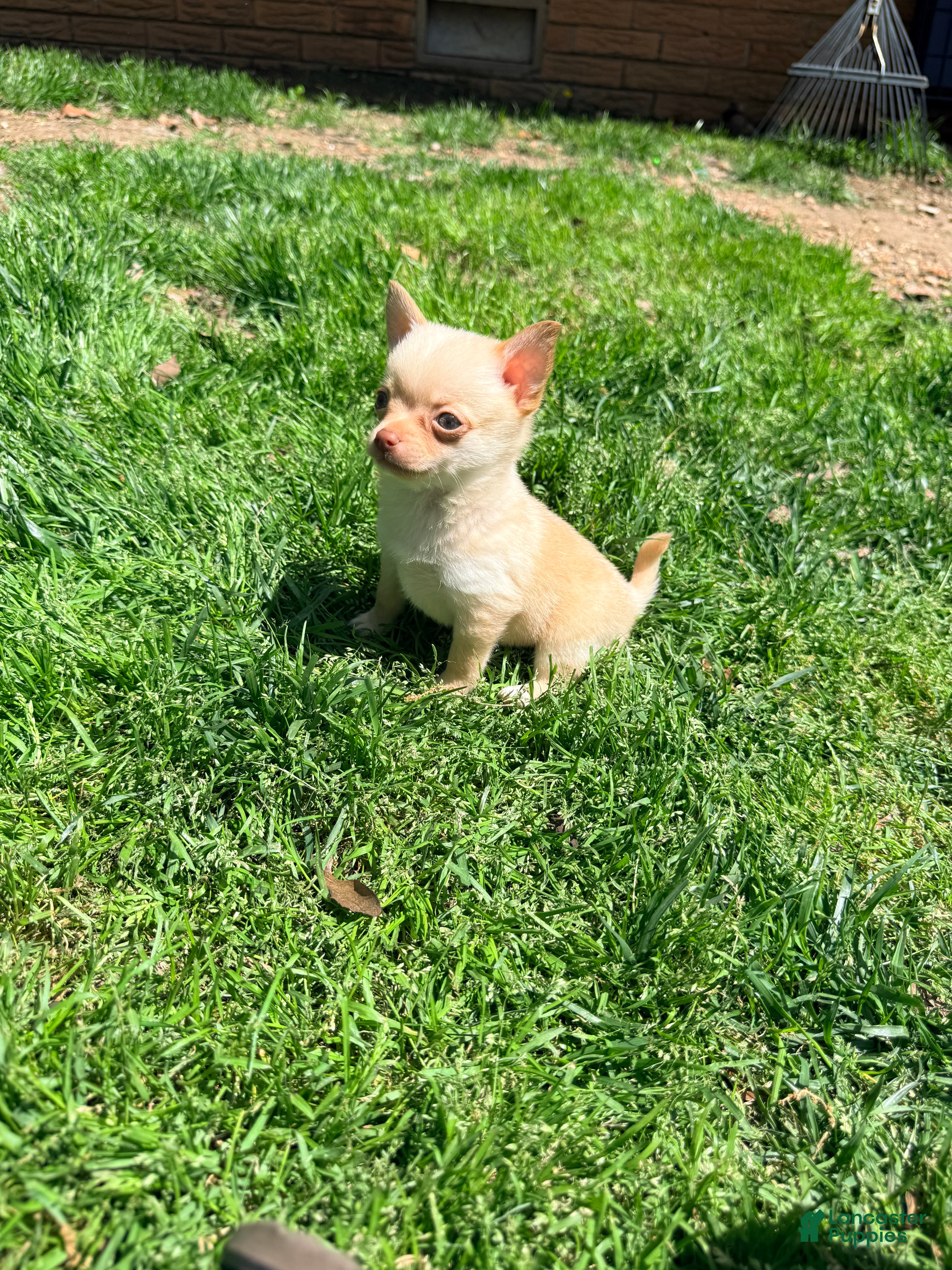 Pomchi dogs McIntosh  - Ad 1