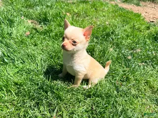 Pomchi dogs McIntosh - Ad 1