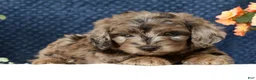 Mini Goldendoodle dogs for sale: Cliff - Ad 6