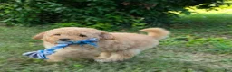 Miniature Poodle dogs for sale: Cedar - Ad 10