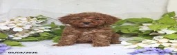 Cockapoo dogs for sale: Jerry - Ad 5