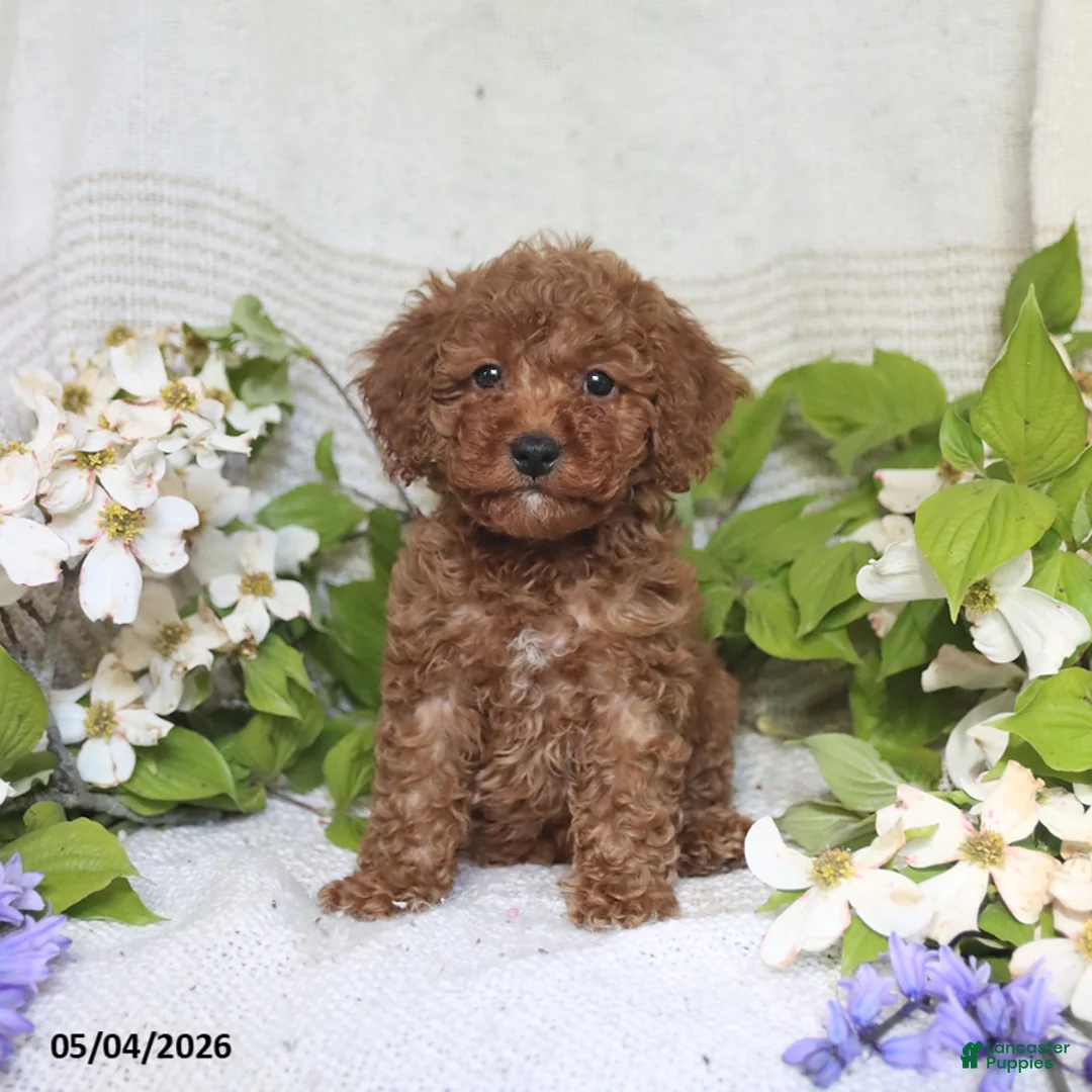 Cockapoo dogs for sale: Jerry - Ad 5