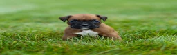 Boxer dogs for sale: Neva Boxer  - Ad 5