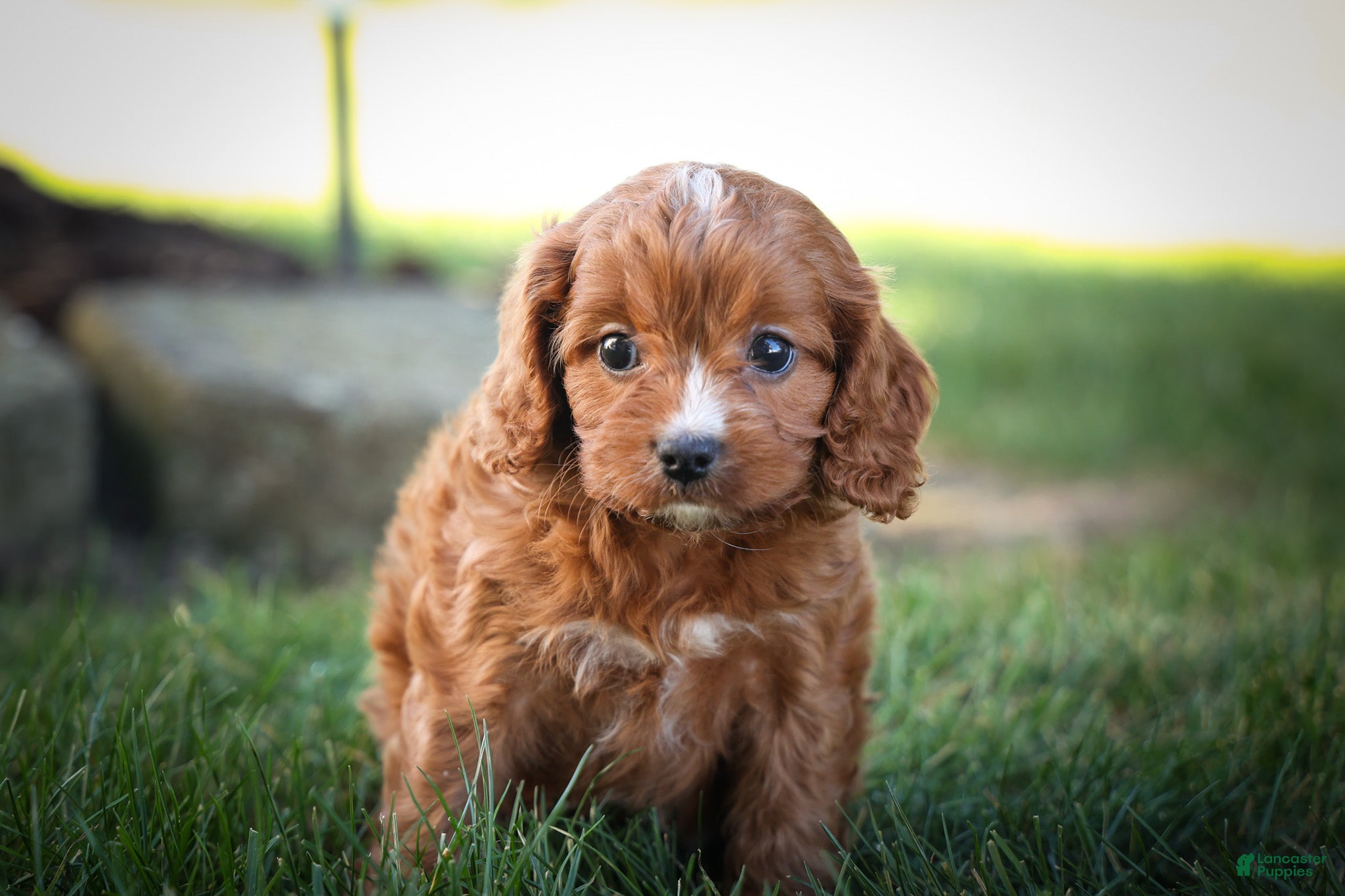 Cavapoo dogs Kristina   - Ad 1