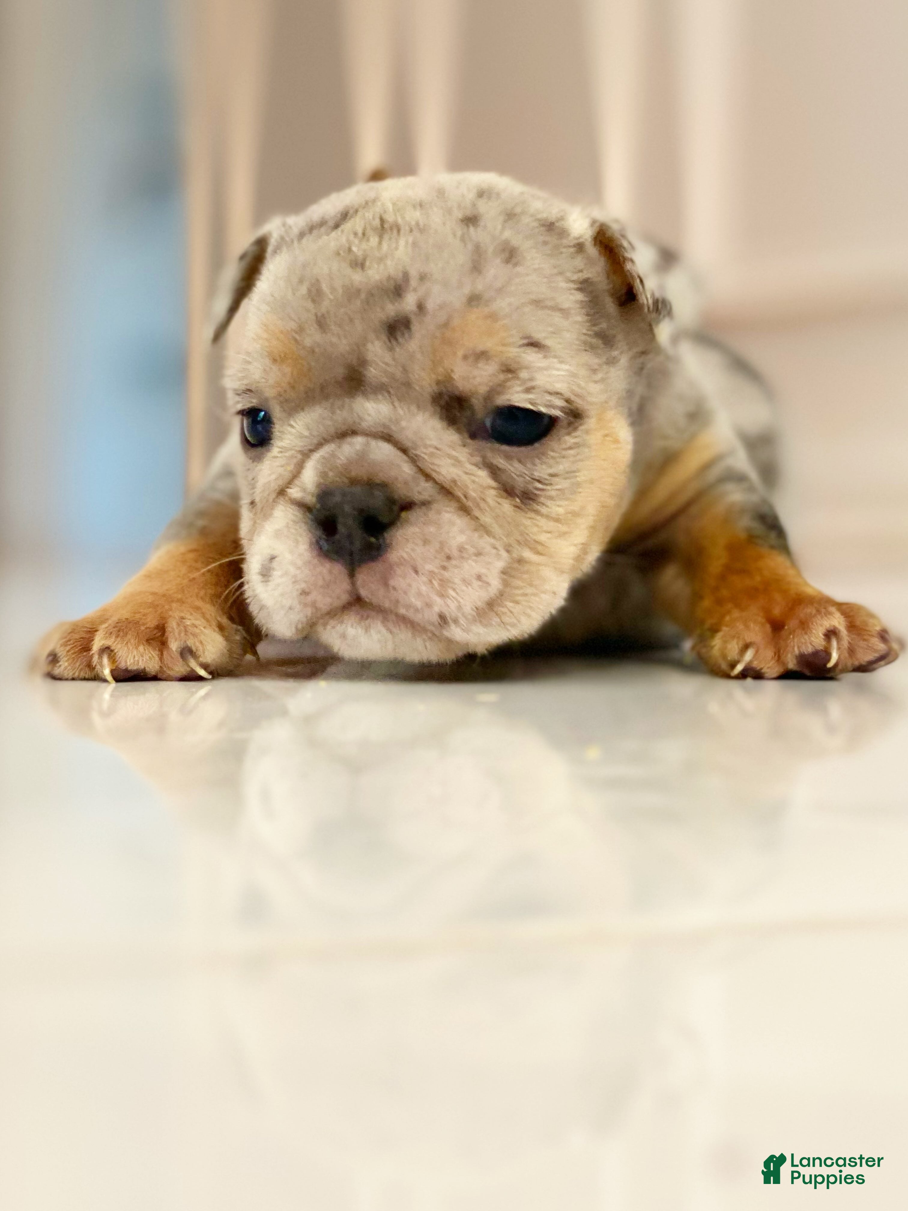 English Bulldog dogs Dawn - Ad 15
