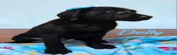 Labrador Retriever dogs for sale: Dolly - Ad 4