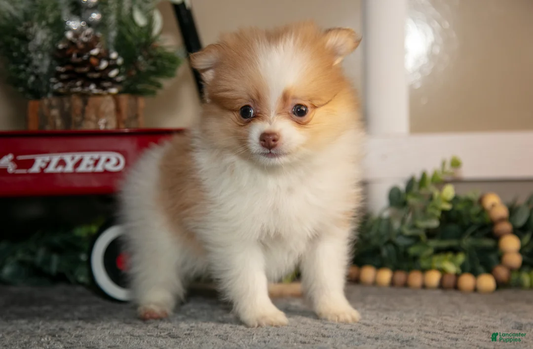 Pomapoo dogs for sale: Mischief - Ad 3