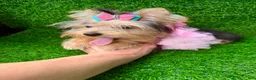 Yorkshire Terrier dogs for sale: Yorkshire Terrier 1 - Ad 3