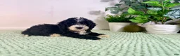 Bernedoodle dogs for sale: Freddy - Ad 5