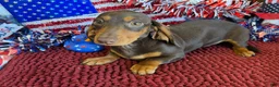 Miniature Dachshund dogs for sale: Earnie - Ad 2