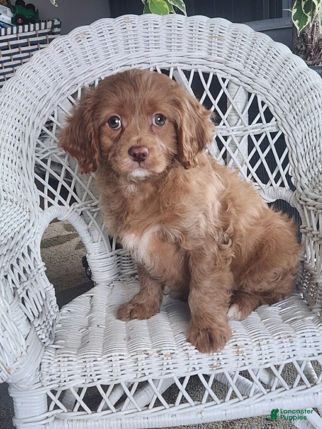 Cavapoo dogs for sale: Joy - Ad 20